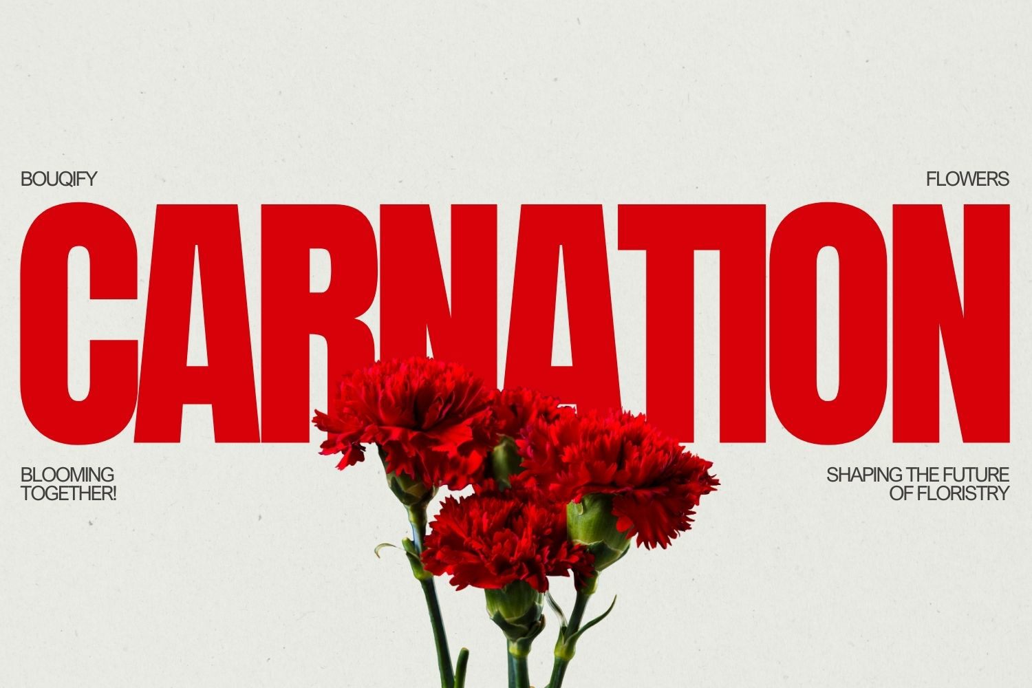 Karanfiller: Klasik Zarafet ve Zamansız Çiçek Sembolizmi