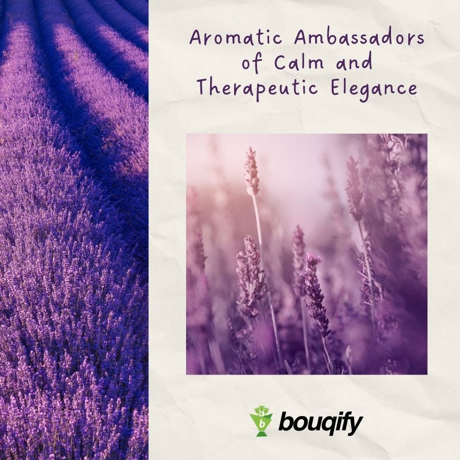 Lavender Flowers - Bouqify