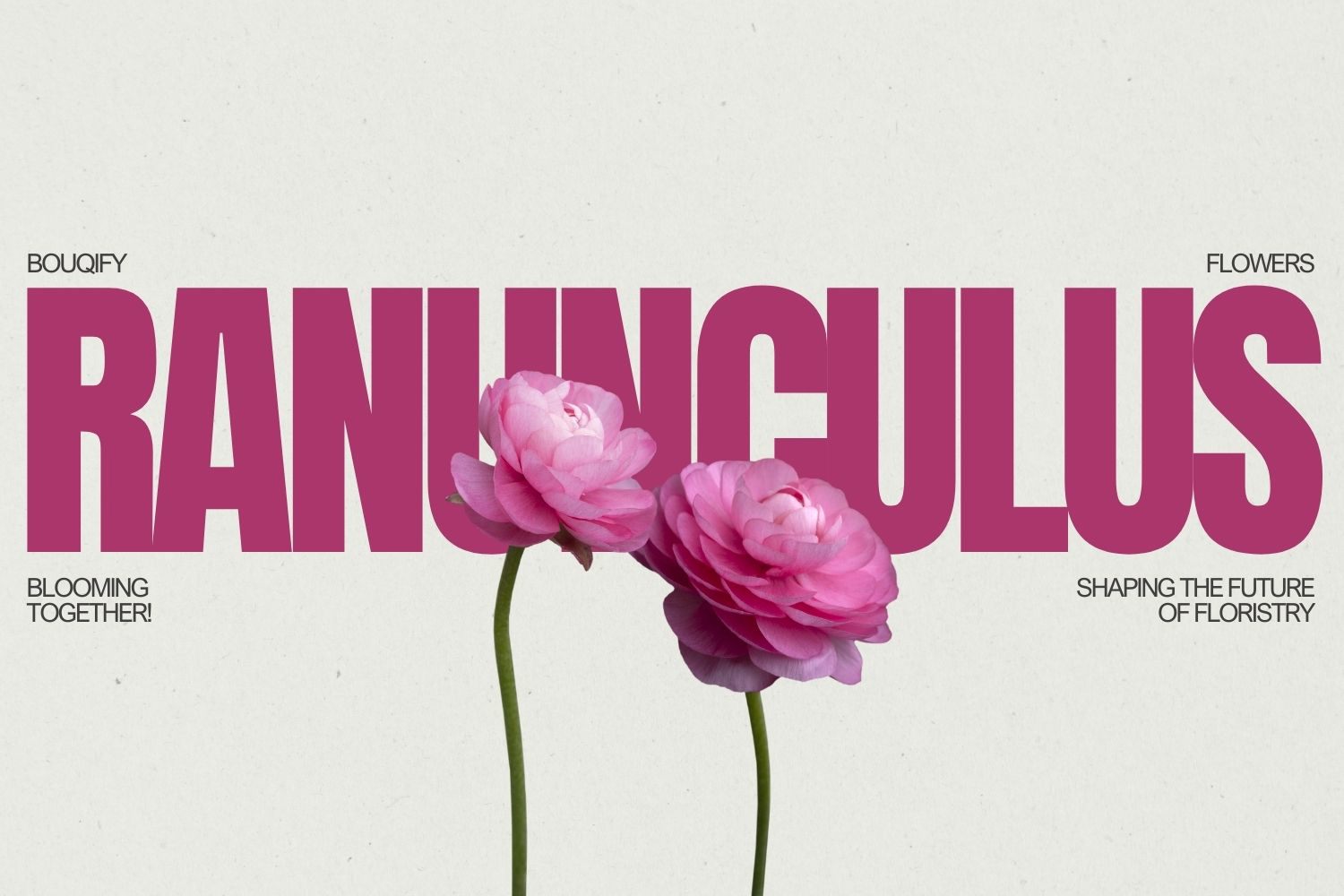 Ranunculus: Işıltılı Çekiciliğin ve Sanatsal Karmaşıklığın Zarif Amblemleri