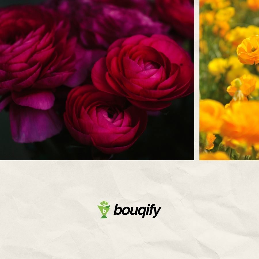 Ranunculus FLowers - Bouqify