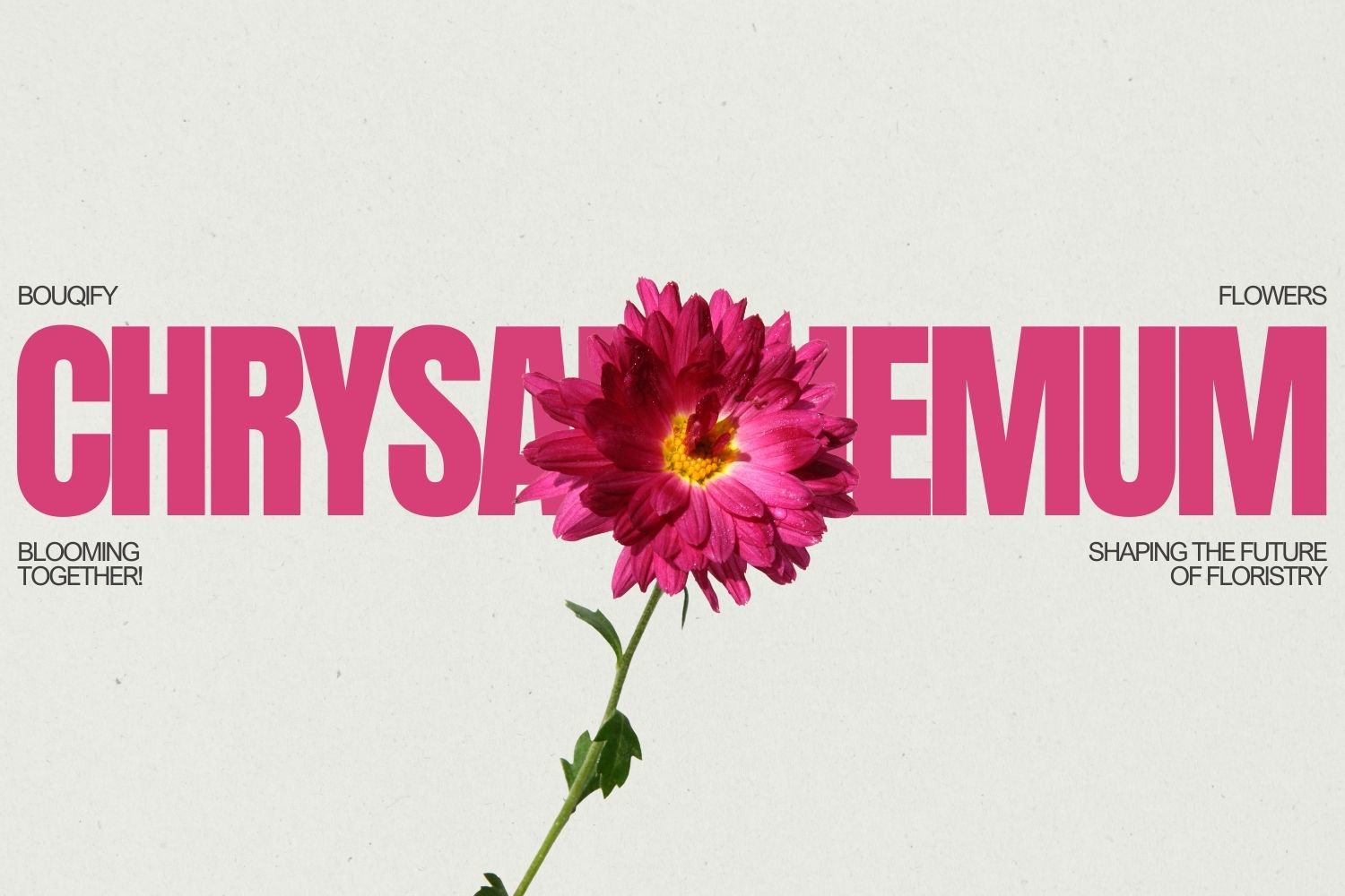 Krizantemler: Zarafetin ve Kalıcı Zarafetin Zamansız Simgeleri