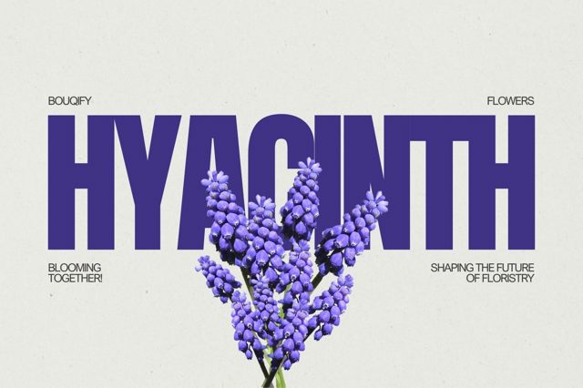 Hyacinths: Fragrant Messengers of Spring and Emotional Depth