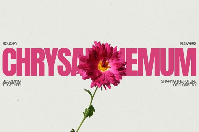 Chrysanthemums: Timeless Icons of Elegance and Enduring Grace